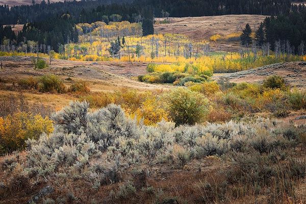 Jones, Adam 아티스트의 Scenic landscape view of Lamar Valley with aspen trees and sagebrush-Yellowstone National Park작품입니다.
